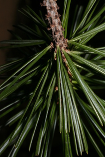 Pinus cembroides, leaf - entire needle