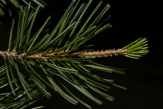 Pinus cembroides, leaf - showing orientation on twig