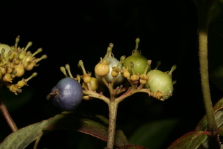 Cornus amomum, fruit - lateral or general close-up