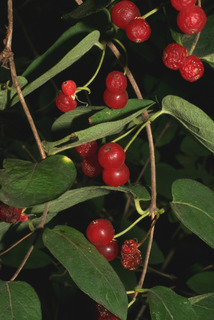 Lonicera morrowii, fruit - as borne on the plant
