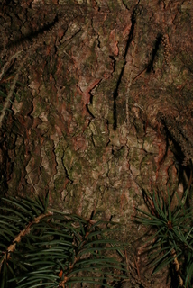 Picea pungens, bark - of a medium tree or large branch