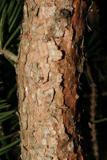 Picea pungens, bark - of a small tree or small branch