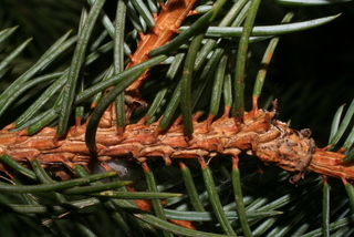 Picea pungens, twig - showing attachment of needles