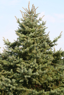Picea pungens, whole tree - general
