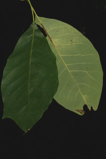Nyssa aquatica, leaf - whole upper surface