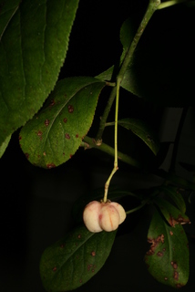 Euonymus atropurpureus, fruit - immature