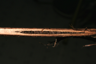 Juglans cinerea, twig - unspecified