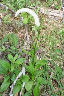 Chamaelirium luteum, whole plant - in flower - general view