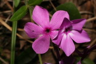 Phlox amoena, inflorescence - frontal view of flower