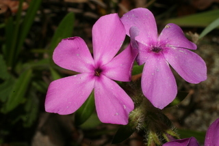 Phlox amoena, inflorescence - frontal view of flower