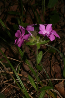 Phlox amoena, inflorescence - whole - unspecified