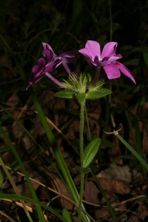 Phlox amoena, inflorescence - whole - unspecified