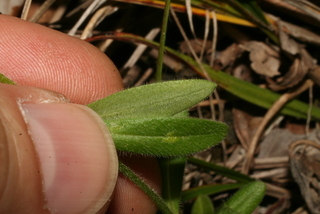Phlox amoena, leaf - margin of upper + lower surface