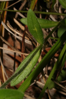 Phlox amoena, leaf - on upper stem