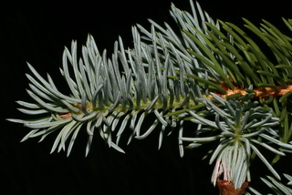 Picea pungens, leaf - entire needle
