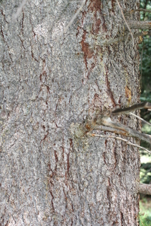Picea pungens, bark - of a large tree