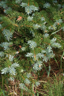 Picea pungens, leaf - showing orientation on twig