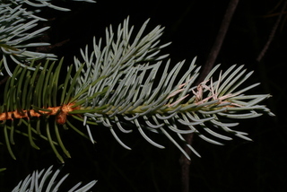 Picea pungens, leaf - showing orientation on twig