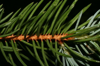 Picea pungens, twig - showing attachment of needles