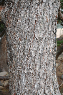 Pinus flexilis, bark - of a large tree