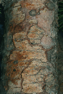 Pinus flexilis, bark - of a medium tree or large branch