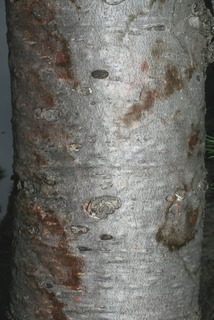 Pinus flexilis, bark - of a small tree or small branch