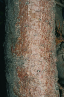 Pinus flexilis, bark - of a small tree or small branch