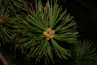 Pinus flexilis, leaf - showing orientation on twig