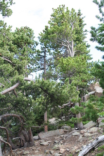 Pinus flexilis, whole tree - general