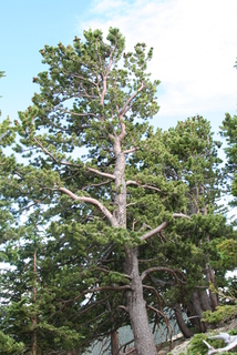 Pinus flexilis, whole tree - general