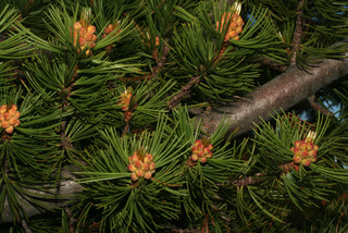 Pinus flexilis, cone - male