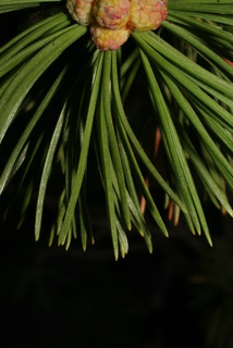Pinus flexilis, leaf - entire needle