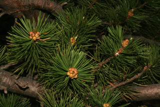 Pinus flexilis, leaf - showing orientation on twig
