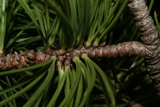 Pinus flexilis, twig - after fallen needles