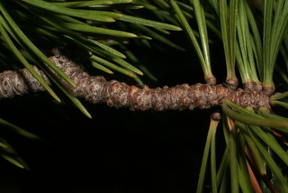 Pinus flexilis, twig - after fallen needles
