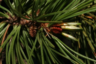 Pinus flexilis, twig - showing attachment of needles