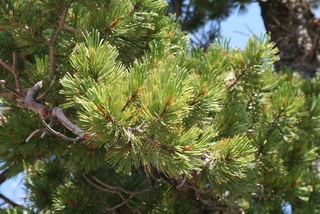 Pinus albicaulis, leaf - showing orientation on twig
