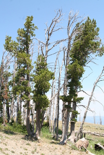 Pinus albicaulis, whole tree - general