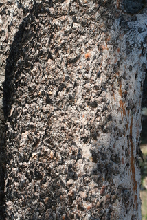 Pinus albicaulis, bark - of a large tree