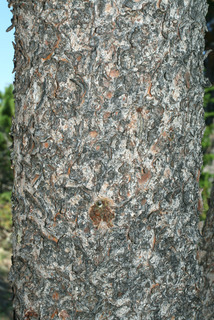 Pinus albicaulis, bark - of a large tree