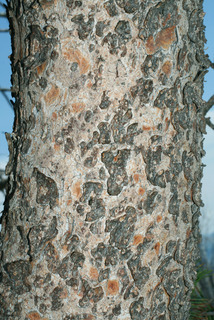 Pinus albicaulis, bark - of a medium tree or large branch