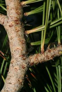 Pinus albicaulis, bark - of a small tree or small branch