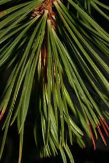 Pinus albicaulis, leaf - entire needle