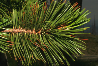 Pinus albicaulis, leaf - showing orientation on twig