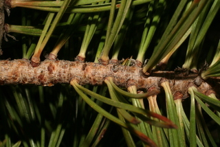 Pinus albicaulis, twig - showing attachment of needles