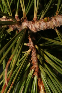 Pinus albicaulis, twig - showing attachment of needles
