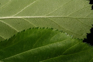 Crataegus harbisonii, leaf - margin of upper + lower surface