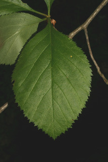 Crataegus harbisonii, leaf - whole upper surface