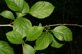 Crataegus harbisonii, leaf - showing orientation on twig