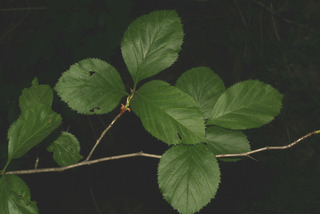 Crataegus harbisonii, leaf - showing orientation on twig